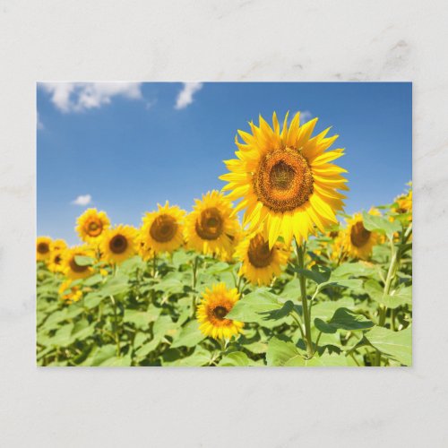Sunflowers field Postcard