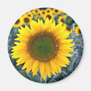 Sunflowers  flowers magnet