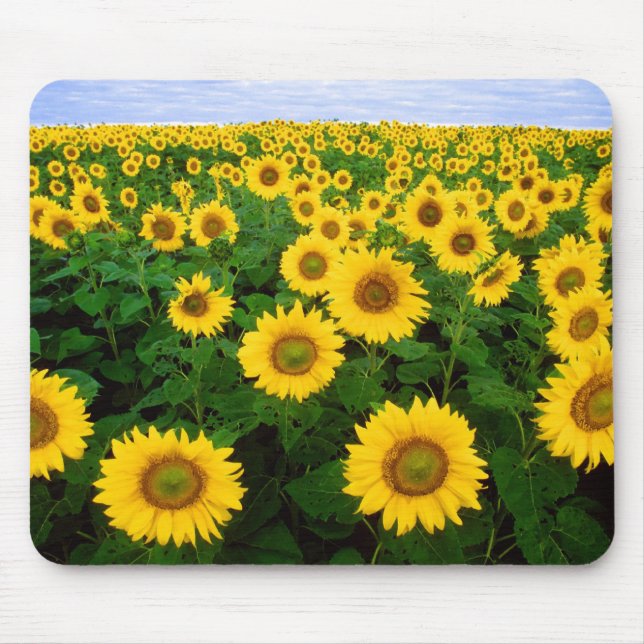 Sunflowers Forever Mouse Pad (Front)