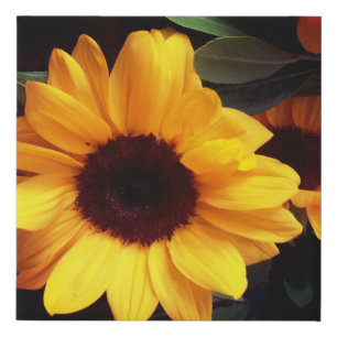 Sunflowers, garden art, florist design faux canvas print