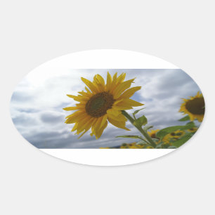 Sunflower's Glory Oval Sticker