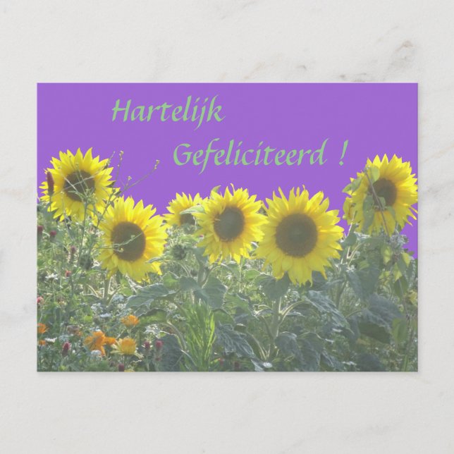 Sunflowers Happy Birthday in Dutch Postcard (Front)