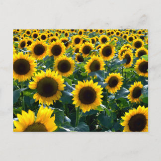 Sunflowers (himawari): Japan Postcard