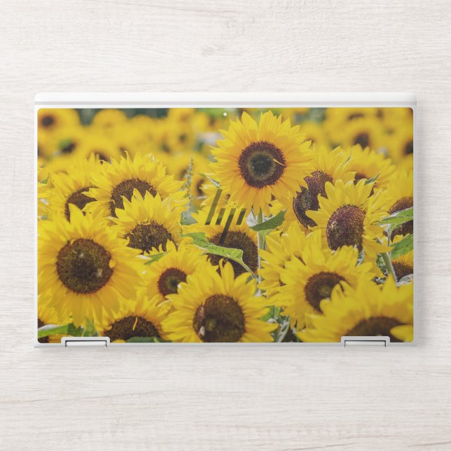 Sunflowers HP Laptop Skin (Front)