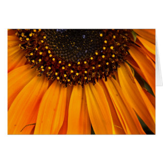 Sunflowers II Cards