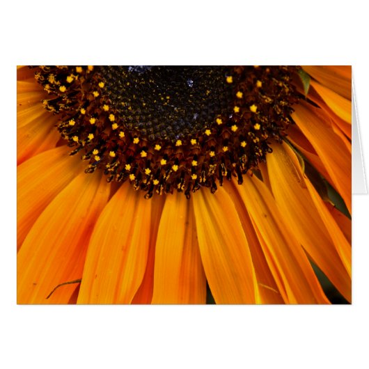 Sunflowers II Cards (Front Horizontal)