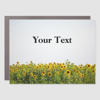 Sunflowers in a Field Car Magnet