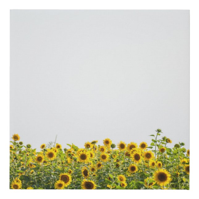 Sunflowers in a Field Faux Canvas Print (Front)