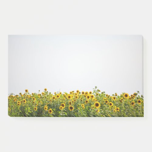 Sunflowers in a Field Post_it Notes