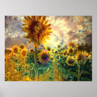 Sunflowers in a Field - Poster