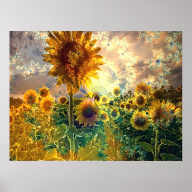 Sunflowers in a Field - Poster (Front)