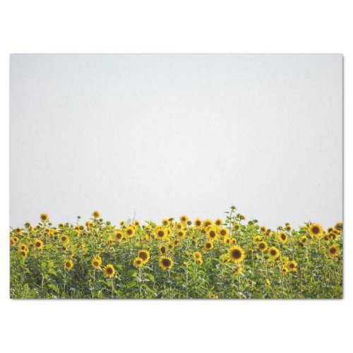 Sunflowers in a Field Tissue Paper