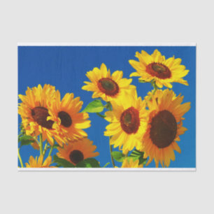 Sunflowers In Bloom Tissue Paper