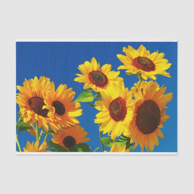 Sunflowers In Bloom Tissue Paper (Front)