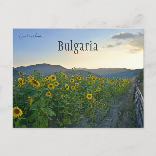 Sunflowers in Devin Bulgaria Postcard
