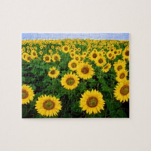 Sunflowers in Fargo north Dakota Jigsaw Puzzle