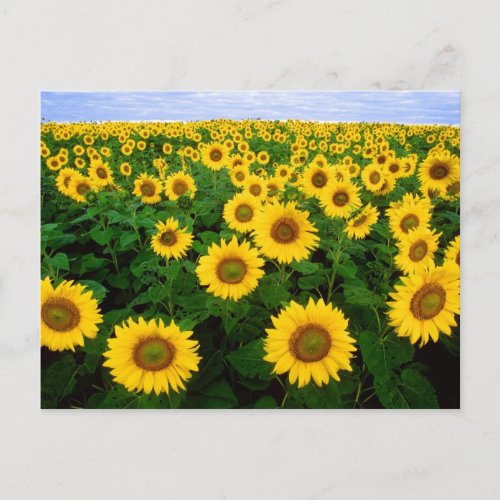 Sunflowers in Fargo north Dakota Postcard
