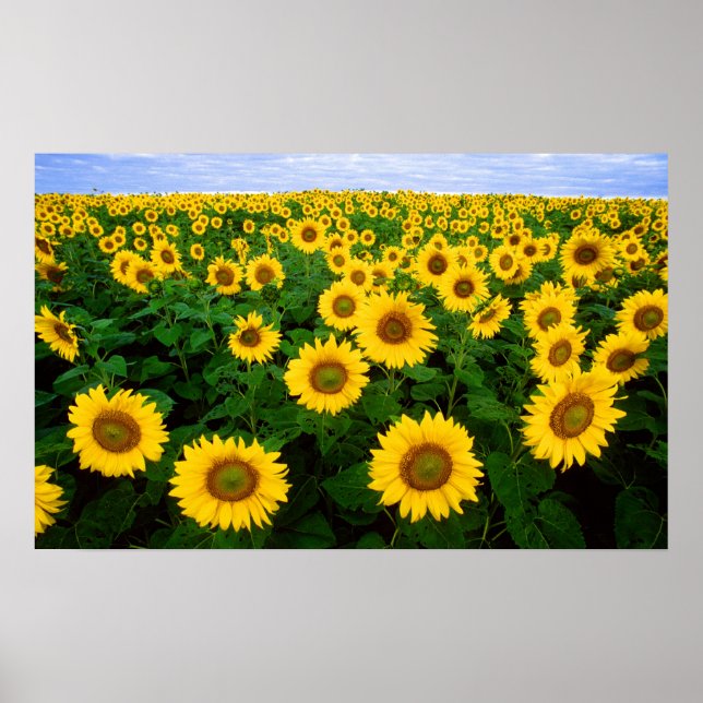 Sunflowers in Fargo, north Dakota Poster (Front)
