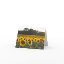 Sunflowers In France