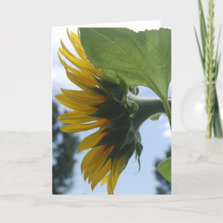 Sunflowers in France Holiday Card