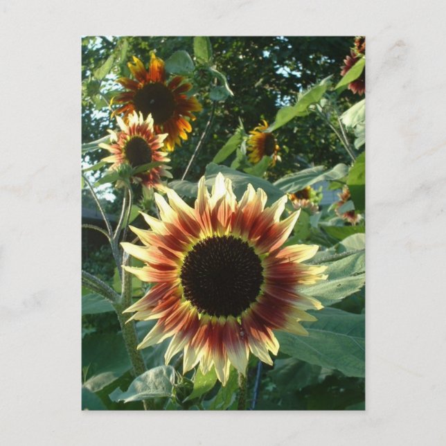 Sunflowers in the Sun Postcard (Front)