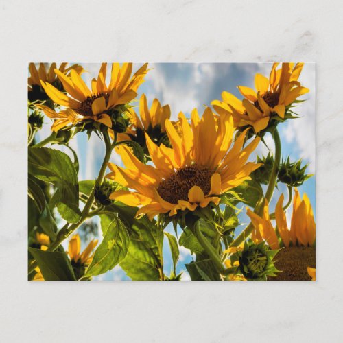 Sunflowers in the sun summer holiday postcard