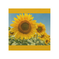 Sunflowers in the sun