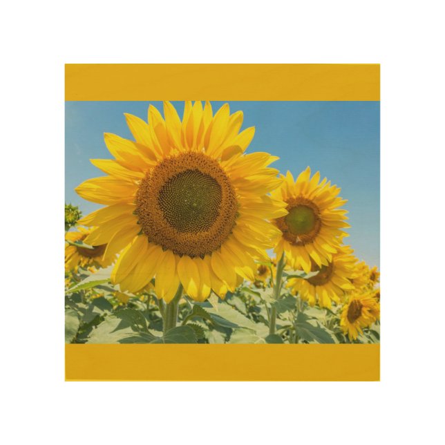 Sunflowers in the sun  wood wall art (Front)