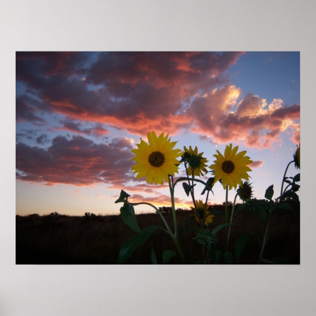Sunflowers in the Sunset Poster (Front)