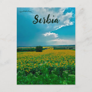 Sunflowers in Žabari Serbia Postcard