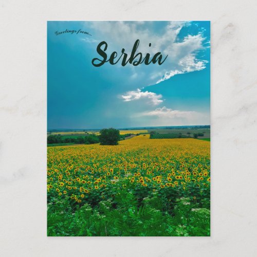Sunflowers in Åabari Serbia Postcard