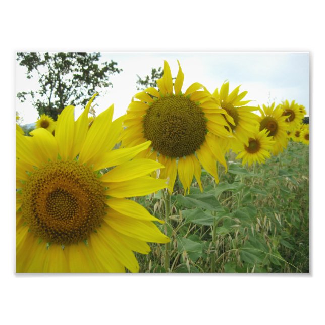 Sunflowers Kodak Professional Photo Paper (Satin) (Front)