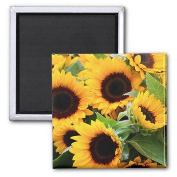 Sunflowers Magnet by artinphotography at Zazzle