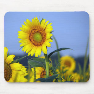 Sunflowers Mouse Pad