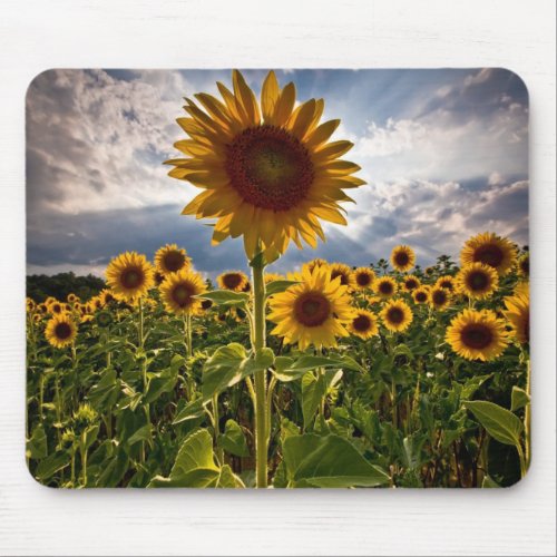 Sunflowers Mouse Pad