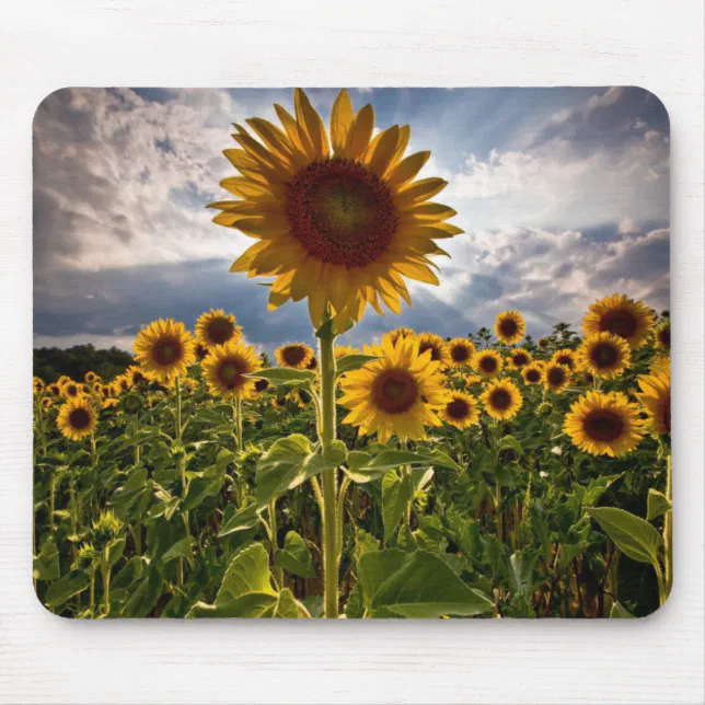 Sunflowers Mouse Pad | Zazzle