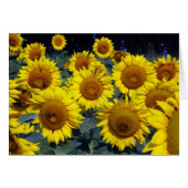 Sunflowers...Nature's Smiling Faces (Front Horizontal)