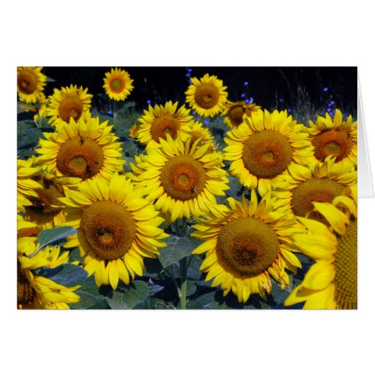Sunflowers...Nature's Smiling Faces Cards (Front Horizontal)