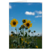Sunflowers on Blue Sky (Front)