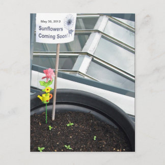 Sunflowers on May 30, 2012 Postcard