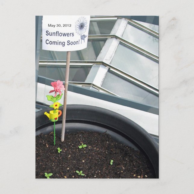 Sunflowers on May 30, 2012 Postcard (Front)