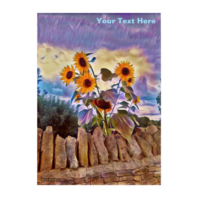 Sunflowers On Rock Wall Acrylic Print (Front)