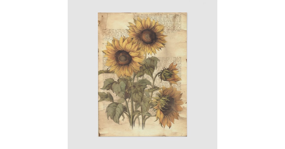 Sunflowers on Worn Style Parchment with Script Tissue Paper | Zazzle