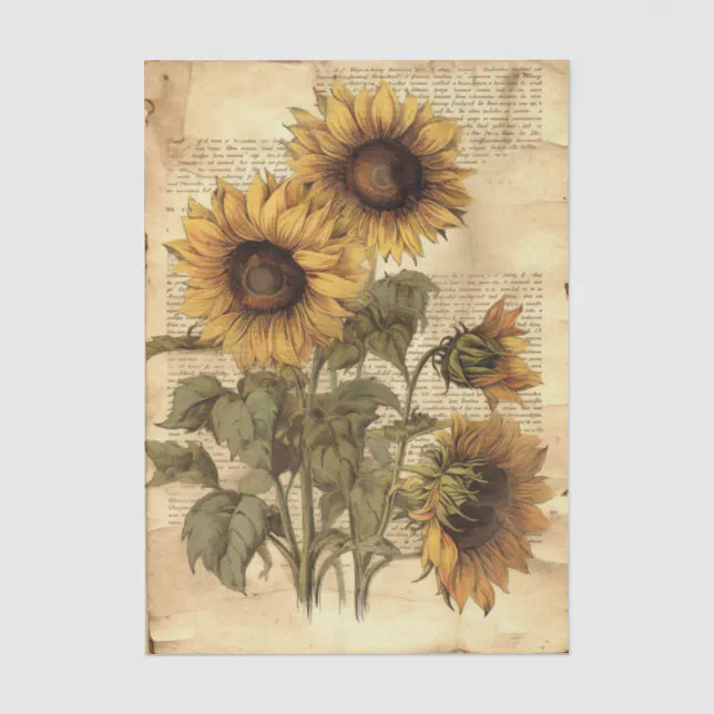 Sunflowers on Worn Style Parchment with Script Tissue Paper | Zazzle
