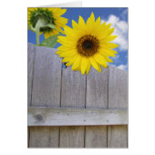 Sunflowers over fence (Front)