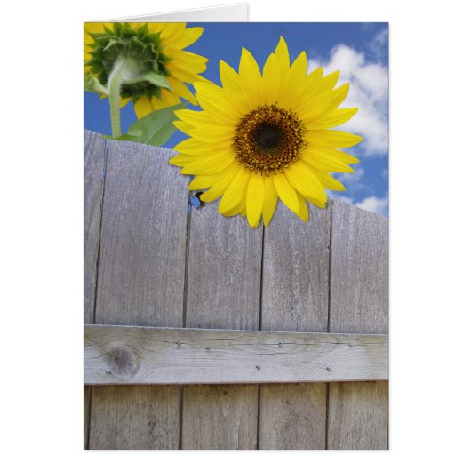 Sunflowers over fence cards (Front)