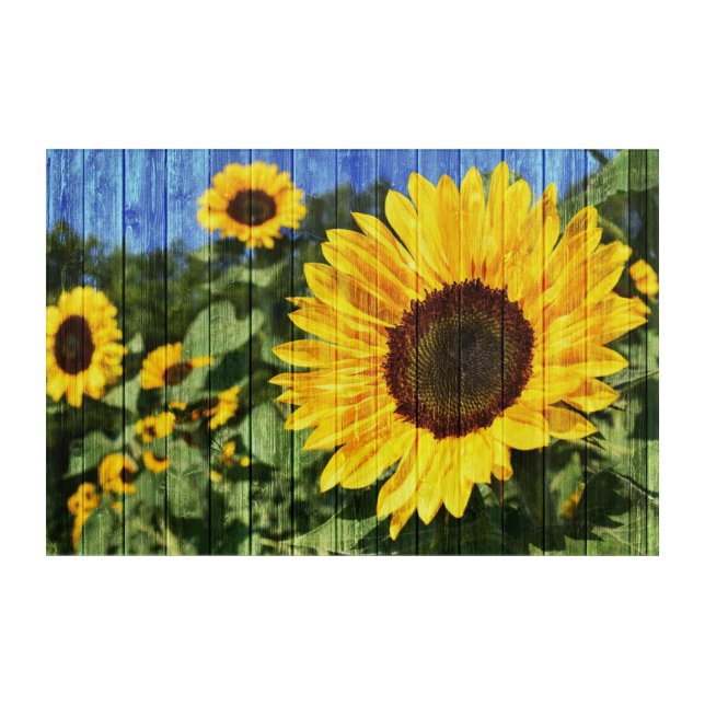 Sunflowers Painted Fence Acrylic Print (Front)