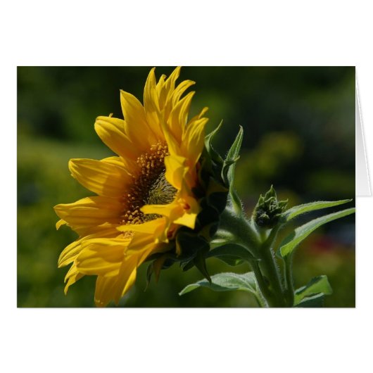 Sunflowers Petals Pollen Yellow Cards (Front Horizontal)