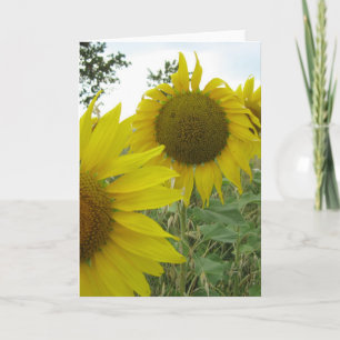 Sunflowers Photo Greeting Card, Standard Card