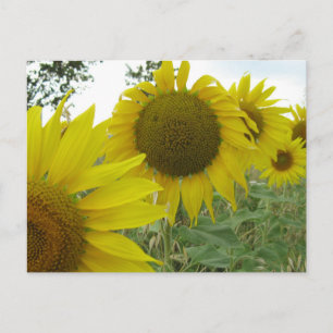 Sunflowers Photo Postcard